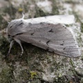 miller (Acronicta leporina) Kenneth Noble